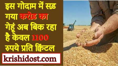 Wheat worth crores rotted in this godown