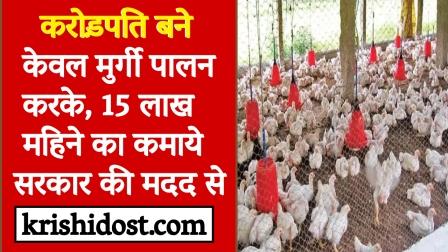 become a millionaire just by keeping chicken