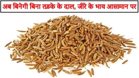 now-pulses-will-be-grown-without-tempering-the-prices-of-cumin-will-skyrocket