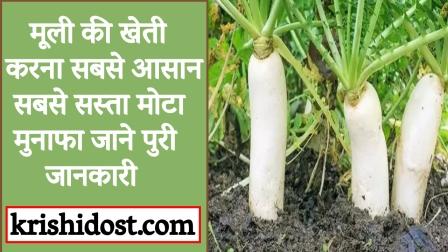 radish-farming-is-the-easiest-cheapest-fat-profit-know-full-information