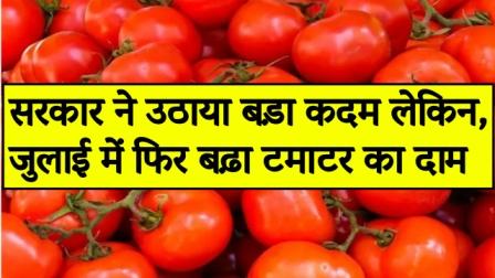 the-government-took-a-big-step-but-the-price-of-tomatoes-increased-again-in-july
