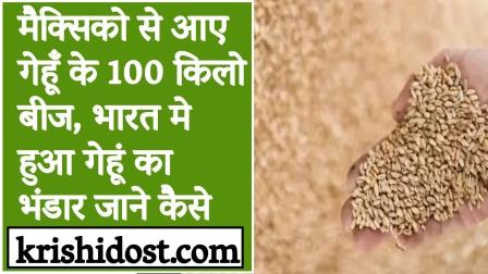 100 kg of wheat seeds brought from Mexico, wheat stock in India