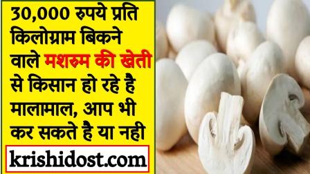 Farmers are becoming rich due to mushroom cultivation which is sold for Rs 30,000 per kg.
