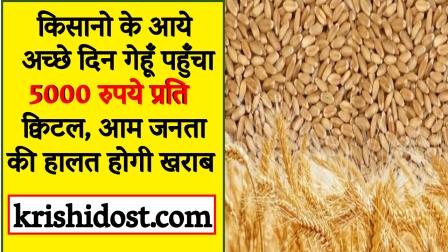Good days for farmers, wheat reaches Rs 5000 per quintal
