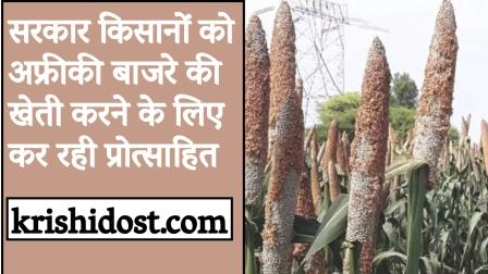 Government is encouraging farmers to cultivate African millet
