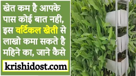 It doesn't matter if you have less land, you can earn lakhs from this vertical farming.