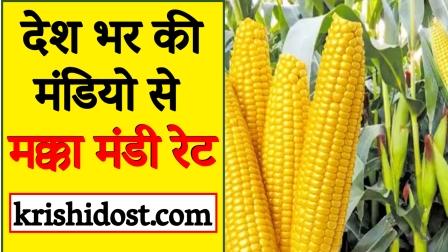 Maize market rates from markets across the country as per September 10, 2023