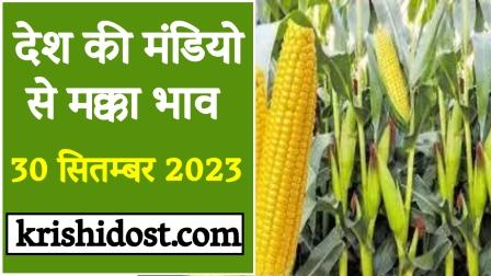 Maize price as per 30 September 2023