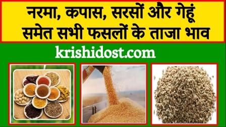 Mandi Bhav 8 September 2023 Latest prices of all crops