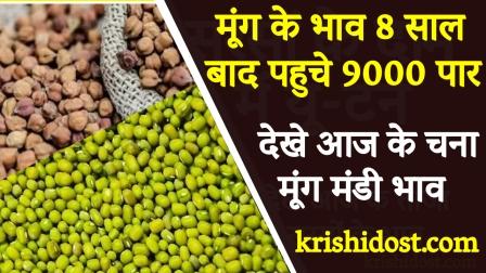 Moong prices crossed 9000 after 8 years