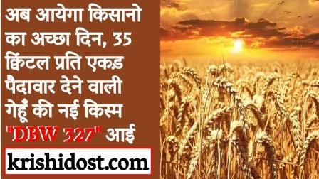 New variety of wheat DBW 327 which gives yield of 35 quintals per acre has come
