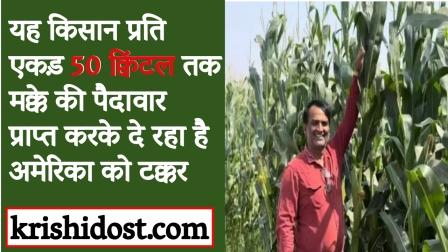 This farmer is giving competition to America by achieving corn yield of up to 50 quintals per acre.