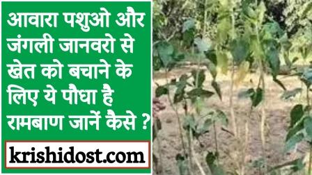 This plant is a panacea to save the fields from stray animals and wild animals