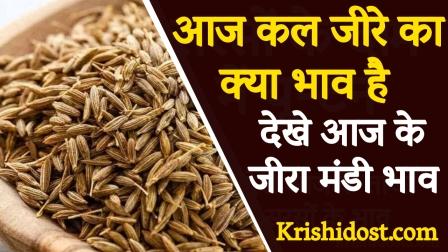 What is the price of cumin these days