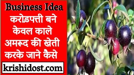 business-idea-become-a-millionaire-by-cultivating-black-guava-only