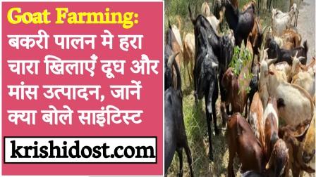 goat-farming-feed-green-fodder-in-goat-farming-milk-and-meat-production