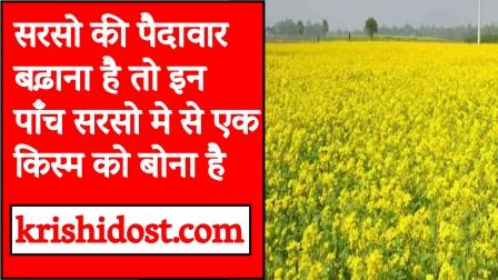 if-you-want-to-increase-the-production-of-mustard-then-one-of-these-five-mustard-varieties-has-to-be-sown