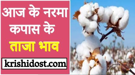 latest-prices-of-narma-cotton-29-september-2023