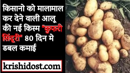 nueva-variedad-de-patata-kufri-sindoori-que-enriquecera-a-los-agricultores