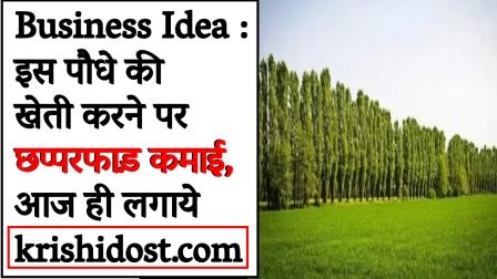 Business Idea Earn huge income by cultivating this plant