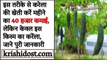 Cultivate bitter gourd in this way and earn Rs 40 thousand per month.