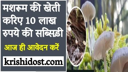 Cultivate mushroom and get subsidy of Rs 10 lakh