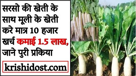 Cultivate radish along with mustard cultivation