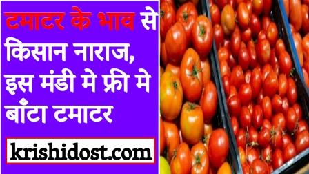 Farmers angry with tomato prices