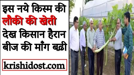 Farmers surprised to see the cultivation of this new variety of bottle gourd