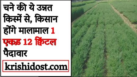 Farmers will become rich with these improved varieties of gram