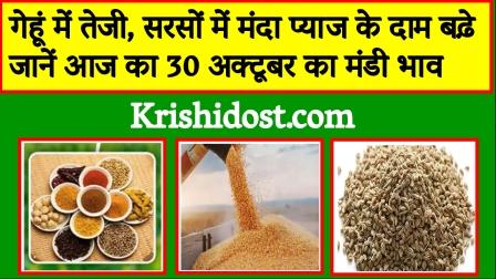 Increase in wheat, decrease in mustard, know the market price of October 30