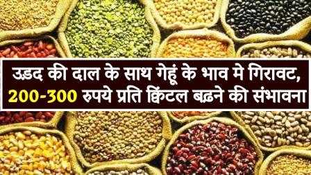 Mandi Bhav Fall in wheat prices along with urad dal