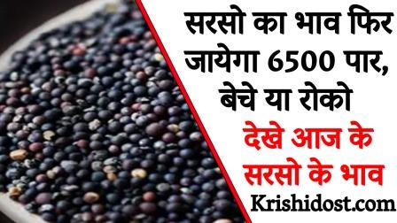 Mustard price will fall to 6500, sell or hold
