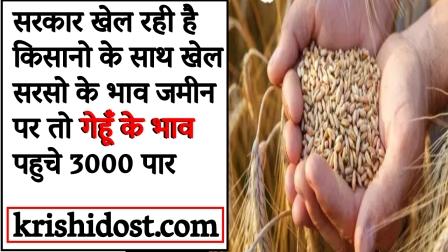 Mustard prices reached the ground level while wheat prices crossed 3000.