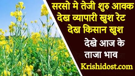 Mustard prices start rising, traders happy to see arrivals, farmers happy to see rates