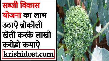 Take advantage of Vegetable Development Scheme for Broccoli Farming