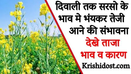 There is a possibility of sharp increase in the price of mustard till Diwali.