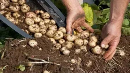 5 improved varieties of potatoes for sowing in November