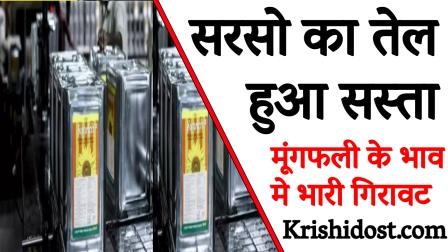 Delhi Mandi Bhav Mustard oil becomes cheaper