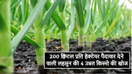 Discovery of 4 improved varieties of garlic giving yield of 200 quintals per hectare