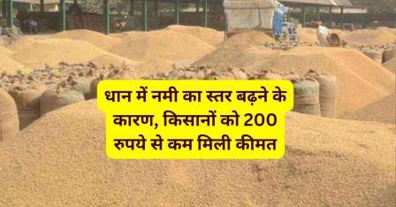 Due to increase in moisture level in paddy, farmers got price less than Rs 200