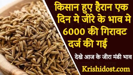 Farmers were surprised, the price of cumin fell by Rs 6000 in a day.