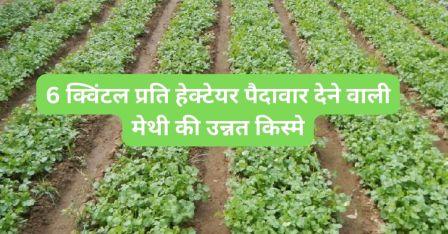 Improved varieties of fenugreek giving yield of 6 quintals per hectare.