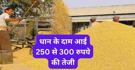 Paddy prices increased by Rs 250 to Rs 300