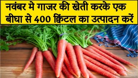 Produce 400 quintals from one bigha by cultivating carrots in November.