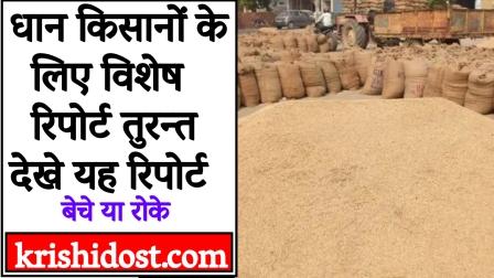 Special report for paddy farmers