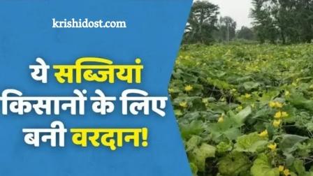 These vegetables become a boon for farmers, earn bumper income daily
