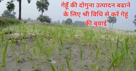 To double wheat production, sow wheat with Shree method.