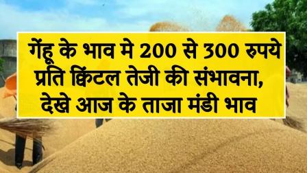Wheat price increased by Rs 200 to 300 per quintal
